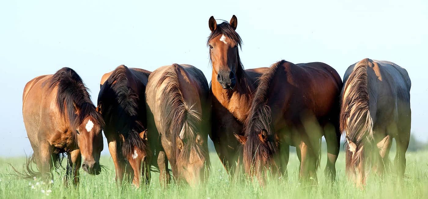 National Horse Protection Day (March 1st) Days Of The Year