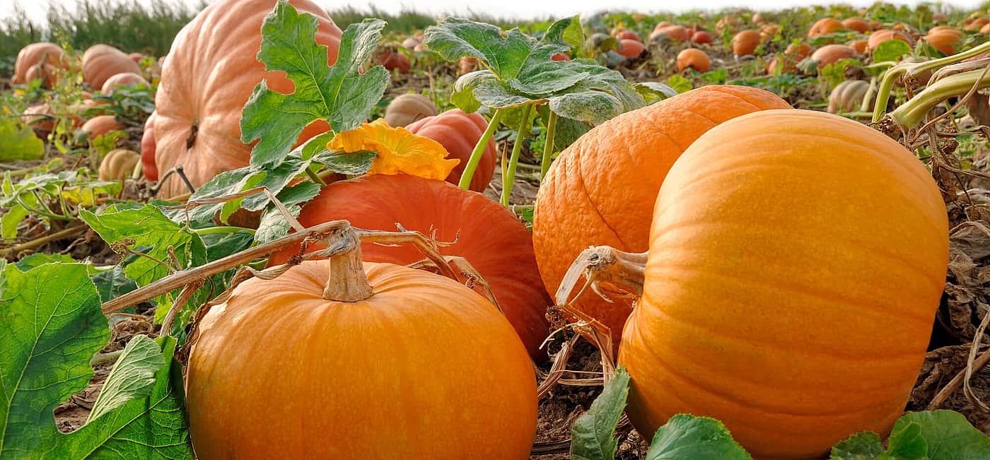 National Pumpkin Day (October 26th) Days Of The Year