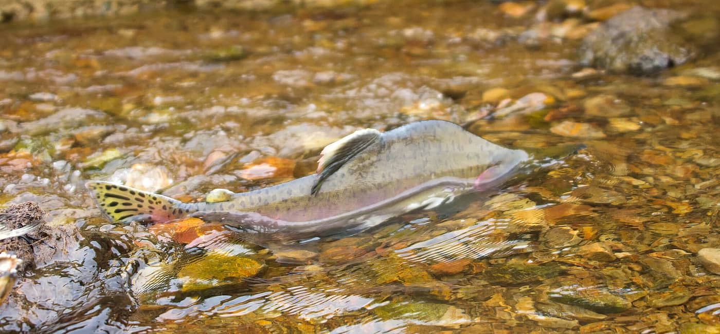 World Fish Migration Day May Th Days Of The Year