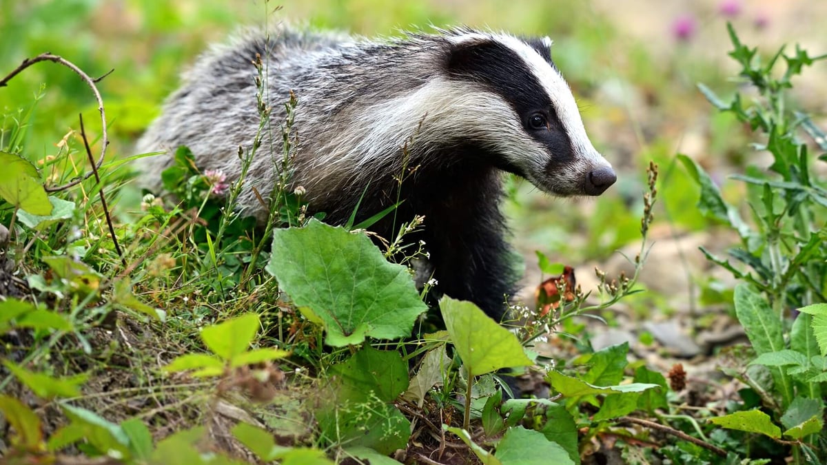 National Badger Day (October 6th) – Days Of The Year