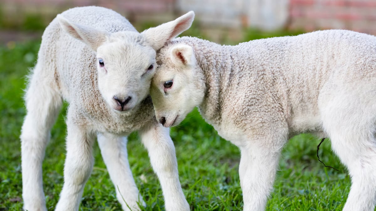 National Hug A Sheep Day (October 29th, 2022) Days Of The Year