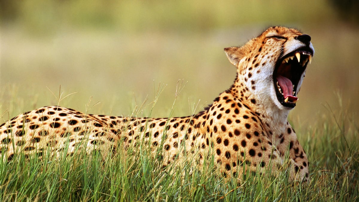 International Cheetah Day (December 4th) Days Of The Year