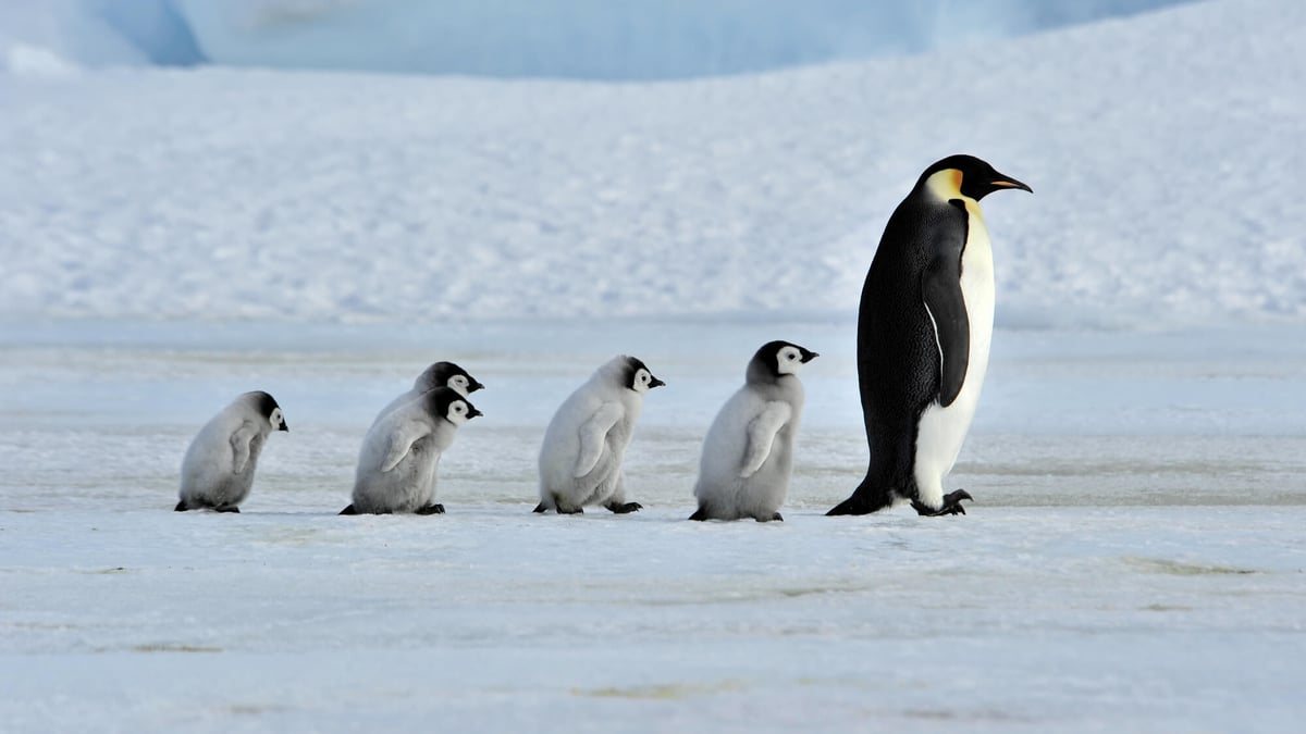 Penguin Awareness Day (January 20th) | Days Of The Year