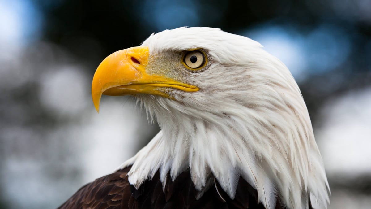 National American Eagle Day (June 20th)
