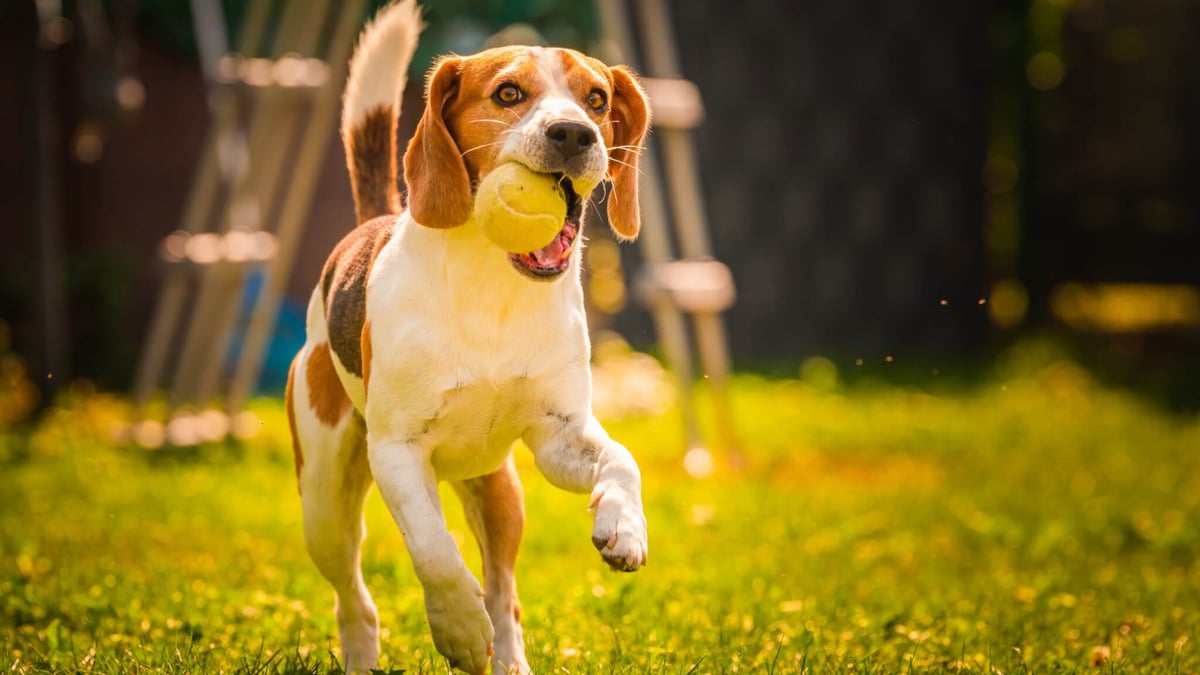 National Fetch Day (october 19th, 2024) 