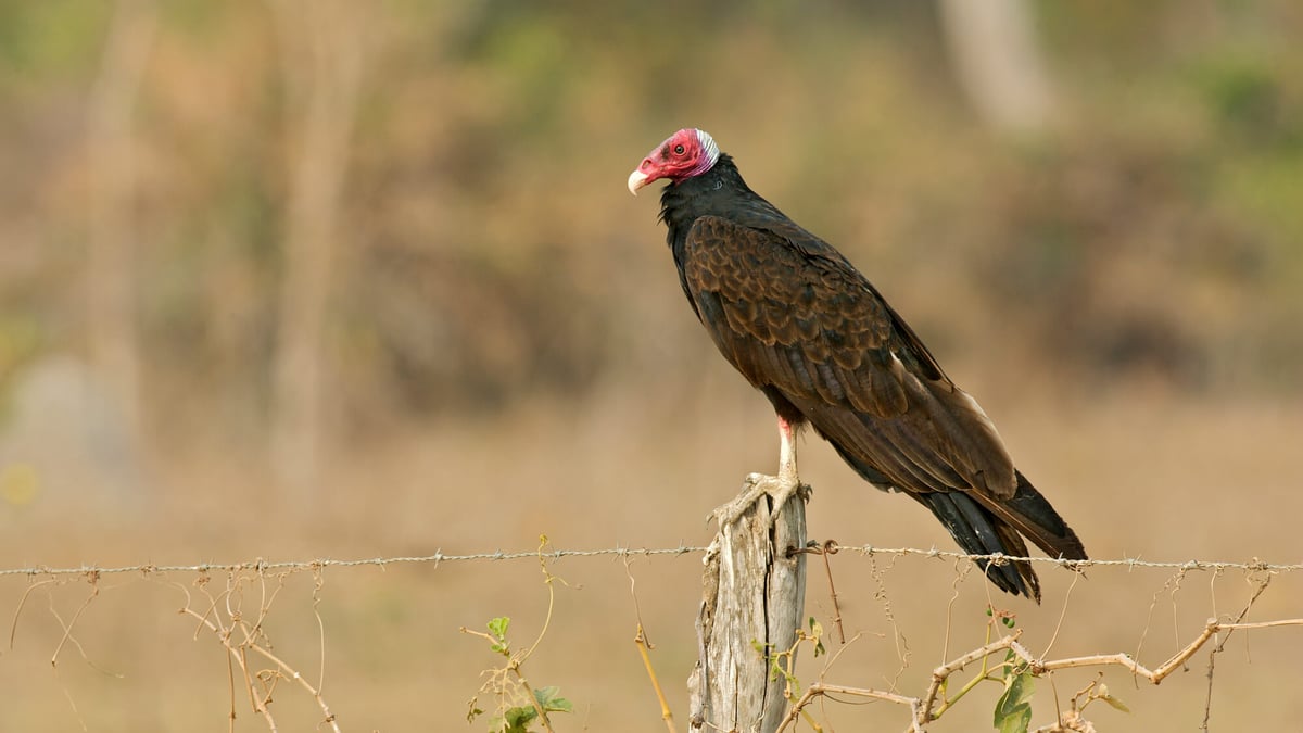 Buzzards Day (March 15th) Days Of The Year