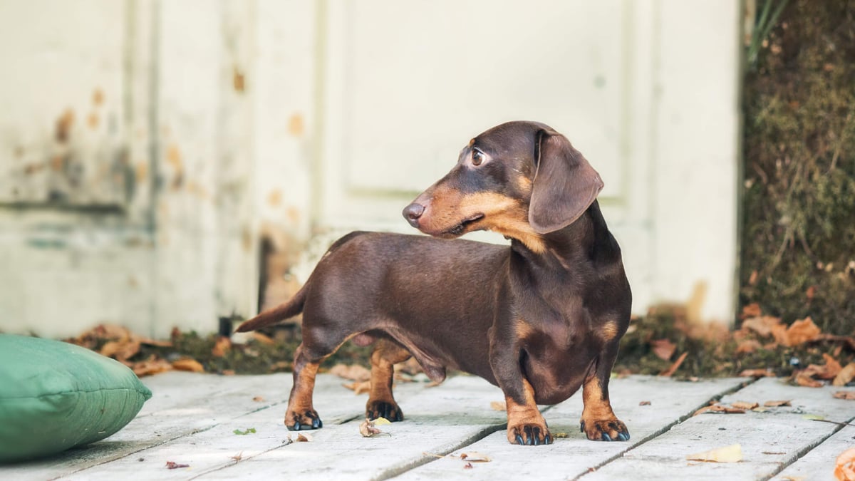 National Dachshund Day (June 21st) Days Of The Year