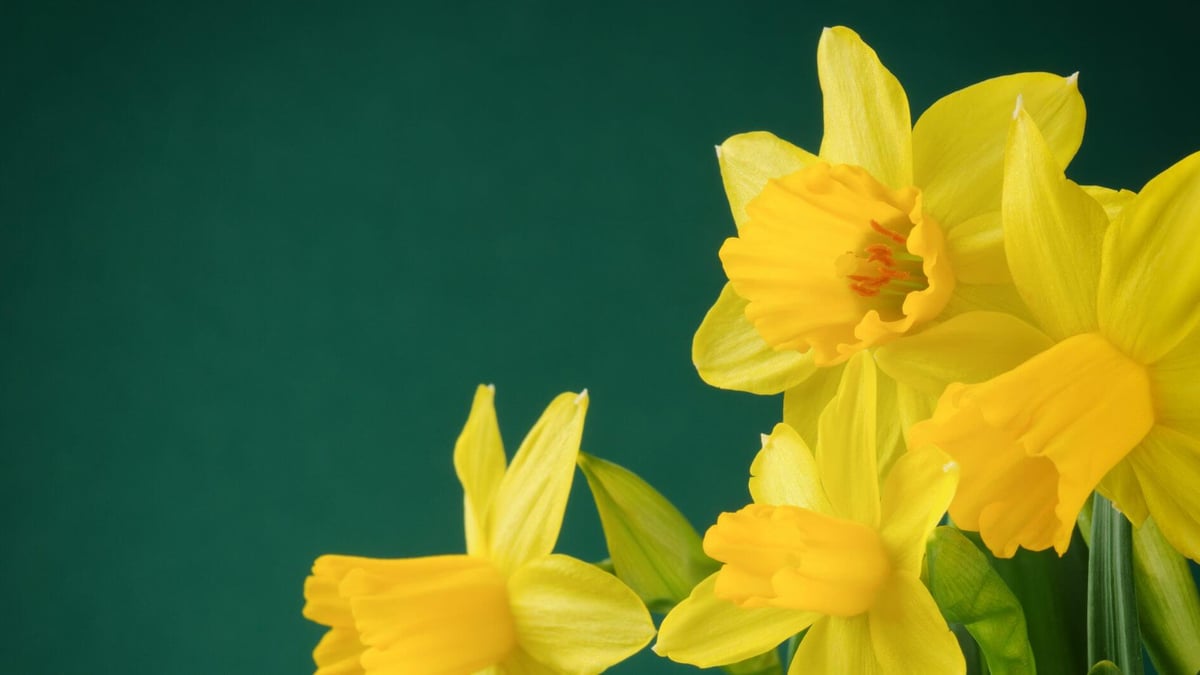 Daffodil Day (August 22nd, 2024) Days Of The Year