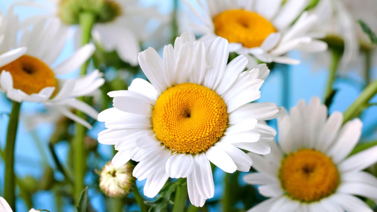 National Daisy Day (January 28th) Days Of The Year