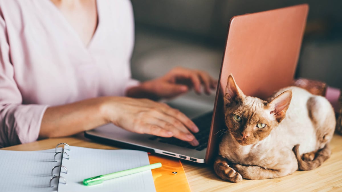 National Take Your Cat to Work Day (June 19th, 2023)