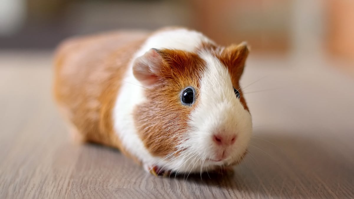Guinea Pig Appreciation Day (July 16th) Days Of The Year