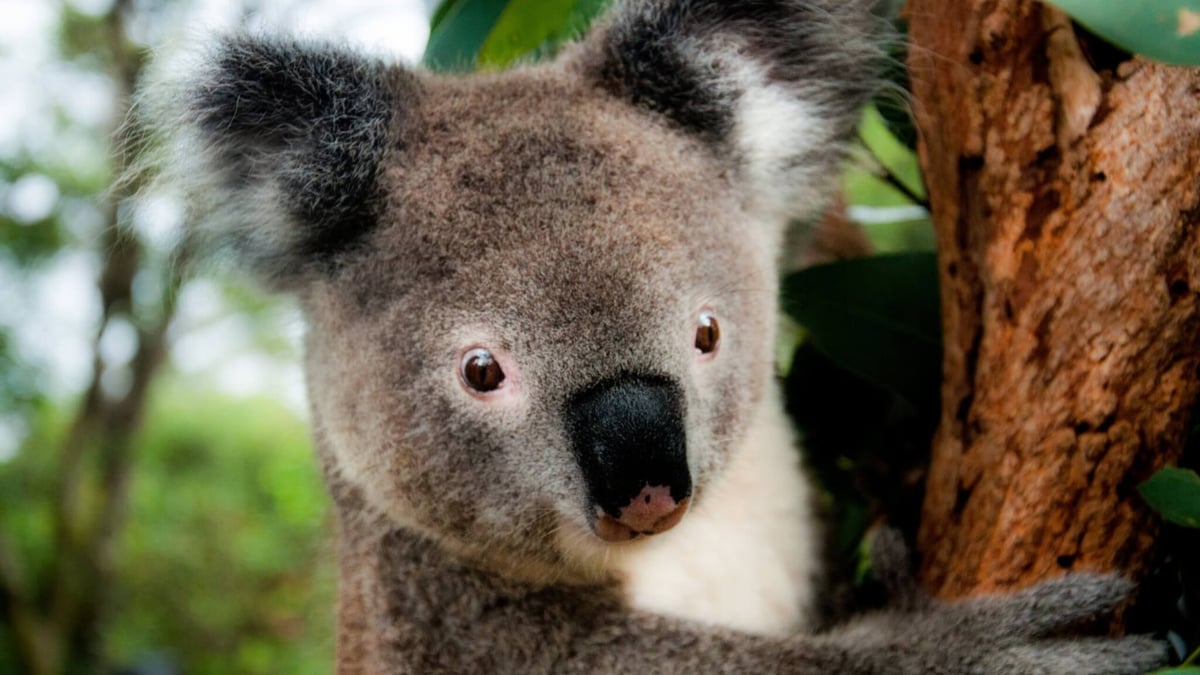 Save the Koala Day (September 29th, 2023) | Days Of The Year