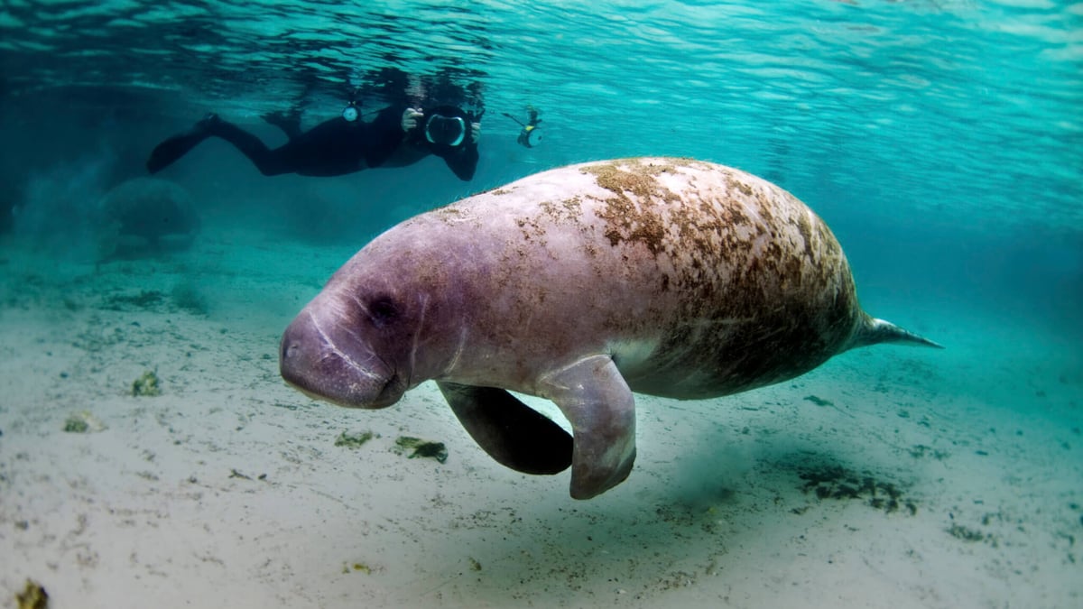 Manatee Appreciation Day (March 27th, 2024) Days Of The Year