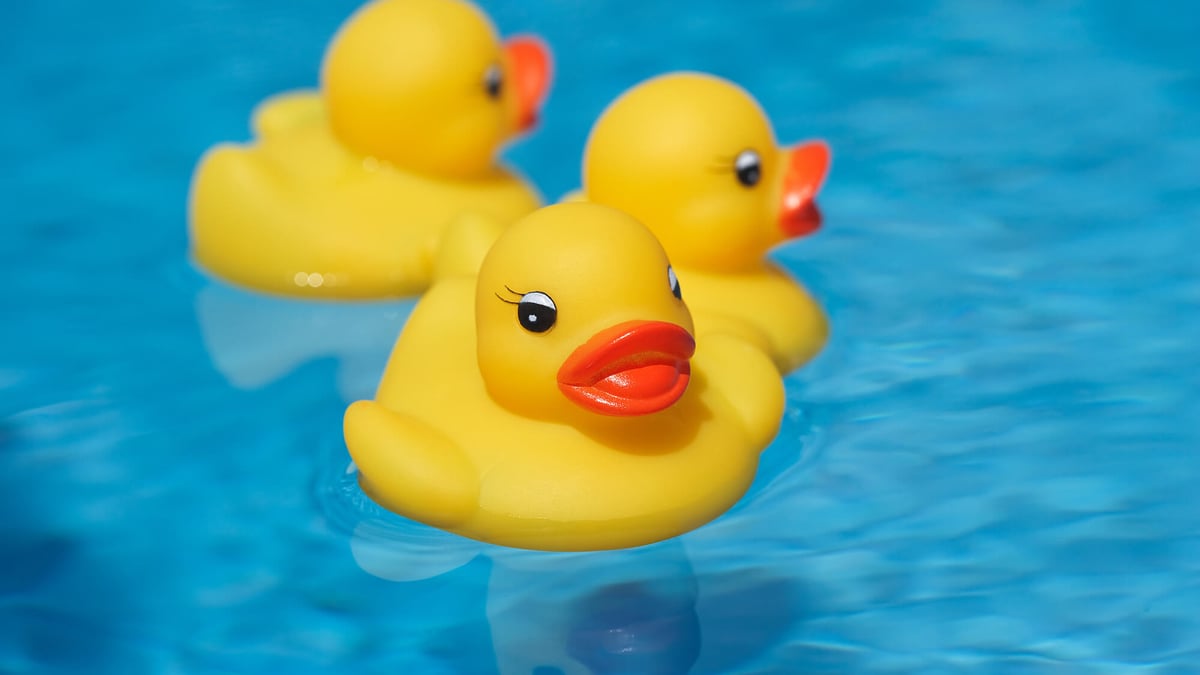 rubber ducks in water