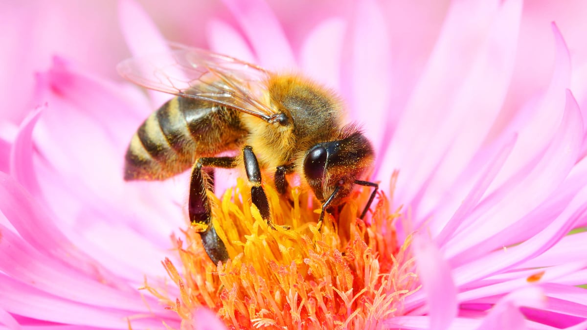 World Honey Bee Day (August 17th, 2024) Days Of The Year