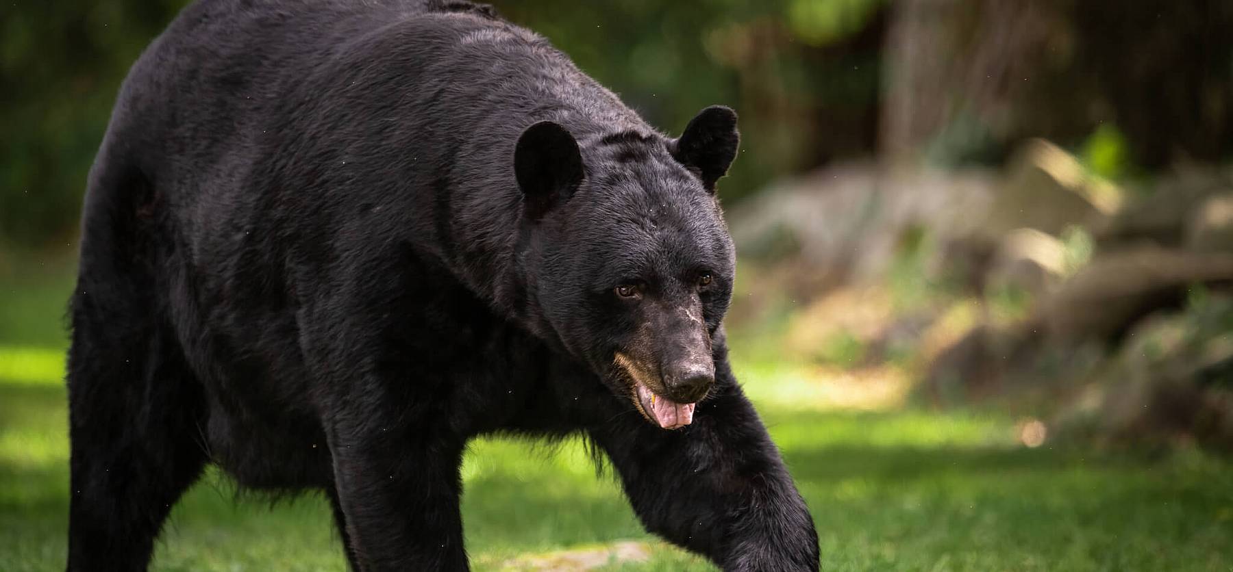 National Black Bear Day (June 1st, 2024) Days Of The Year