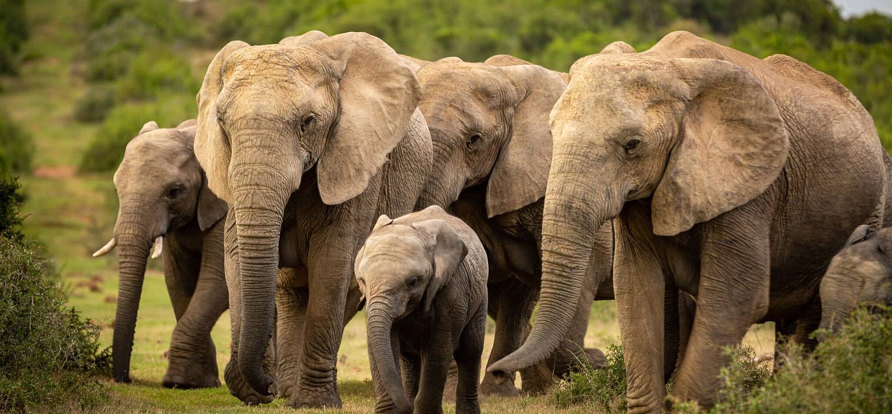 National Elephant Appreciation Day (September 22nd) Days Of The Year