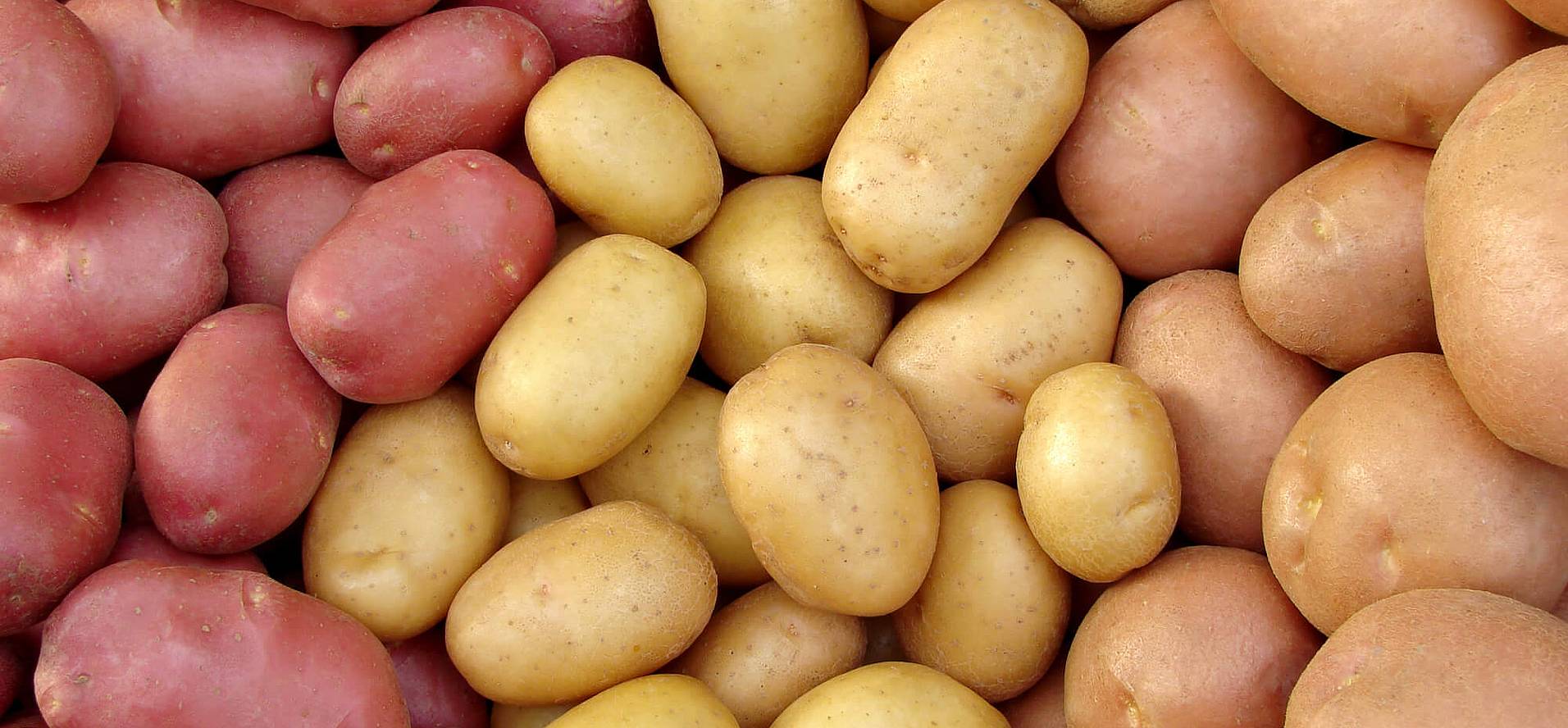 National Potato Day (August 19th) Days Of The Year