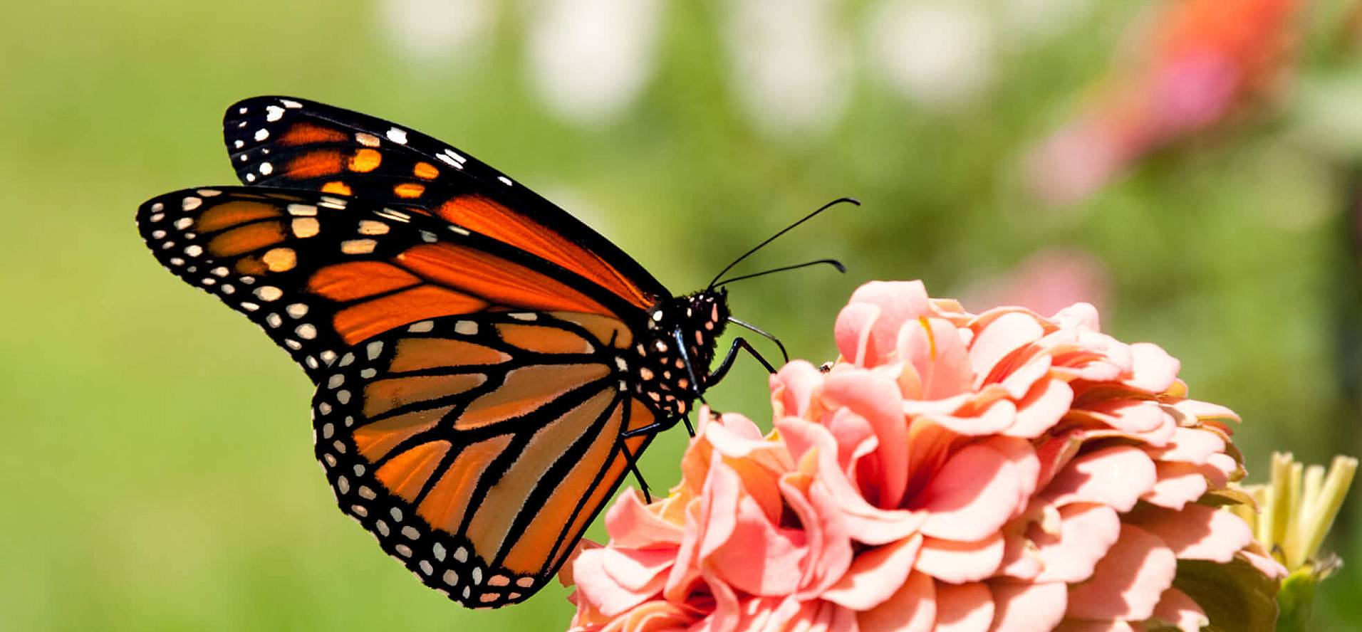 Western Monarch Day (February 5th) Days Of The Year