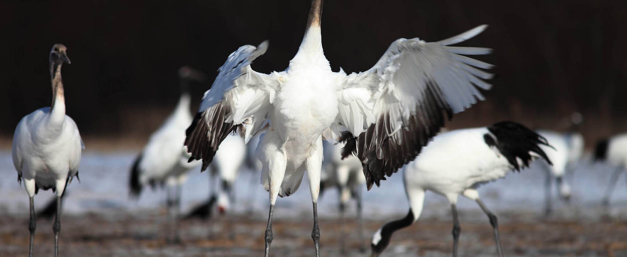 Whooping Crane Festival (February 24th) Days Of The Year