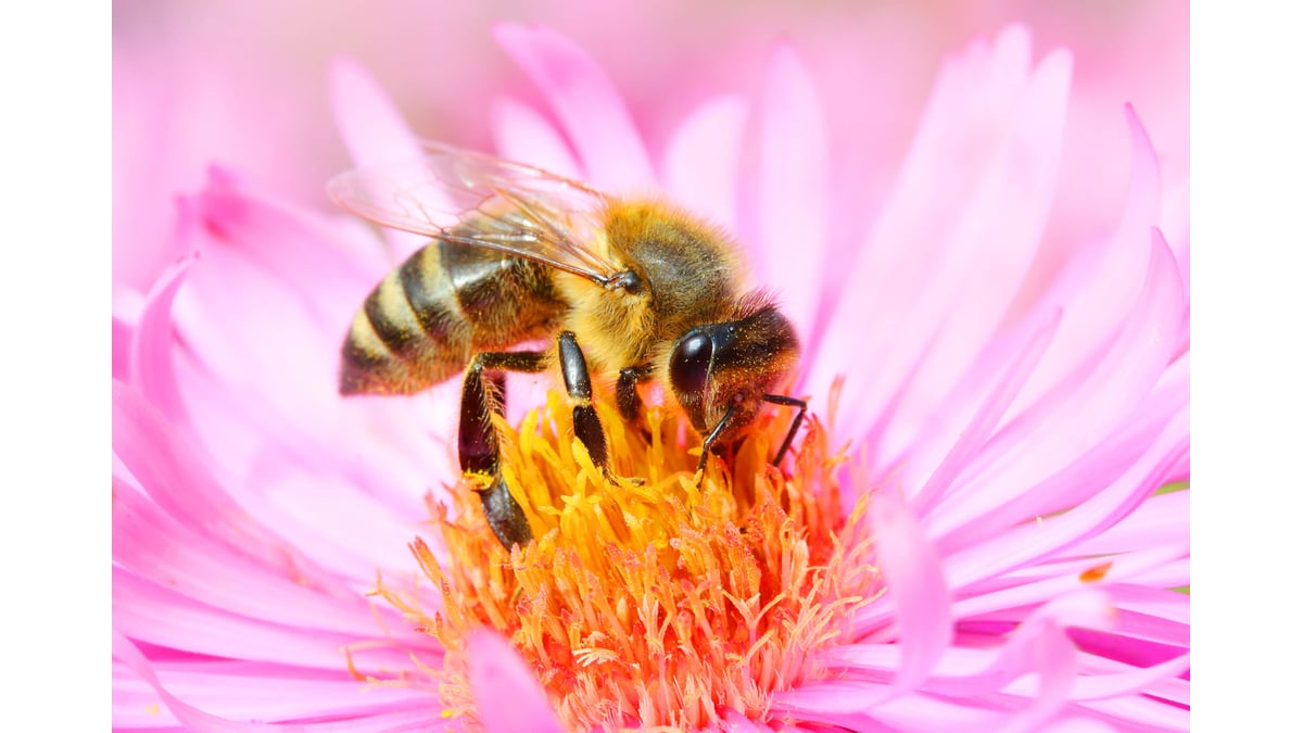 World Honey Bee Day August 21st 21 Days Of The Year