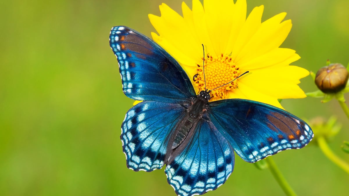 National Learn About Butterflies Day (March 14th) | Days Of The Year