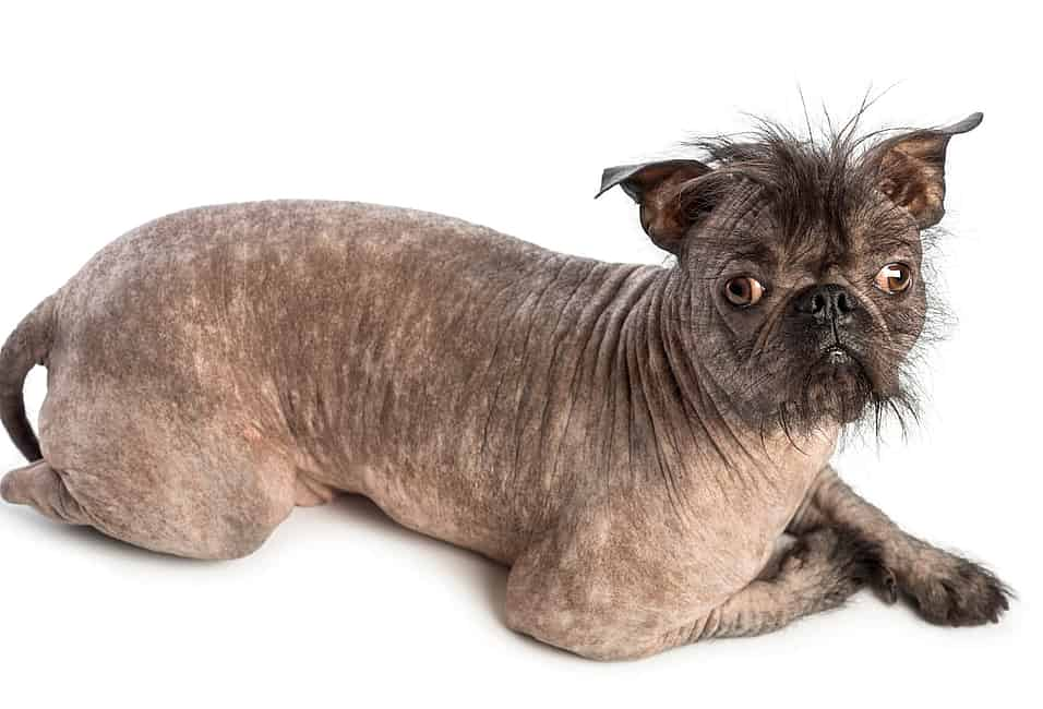 Ugly best sale dog breed