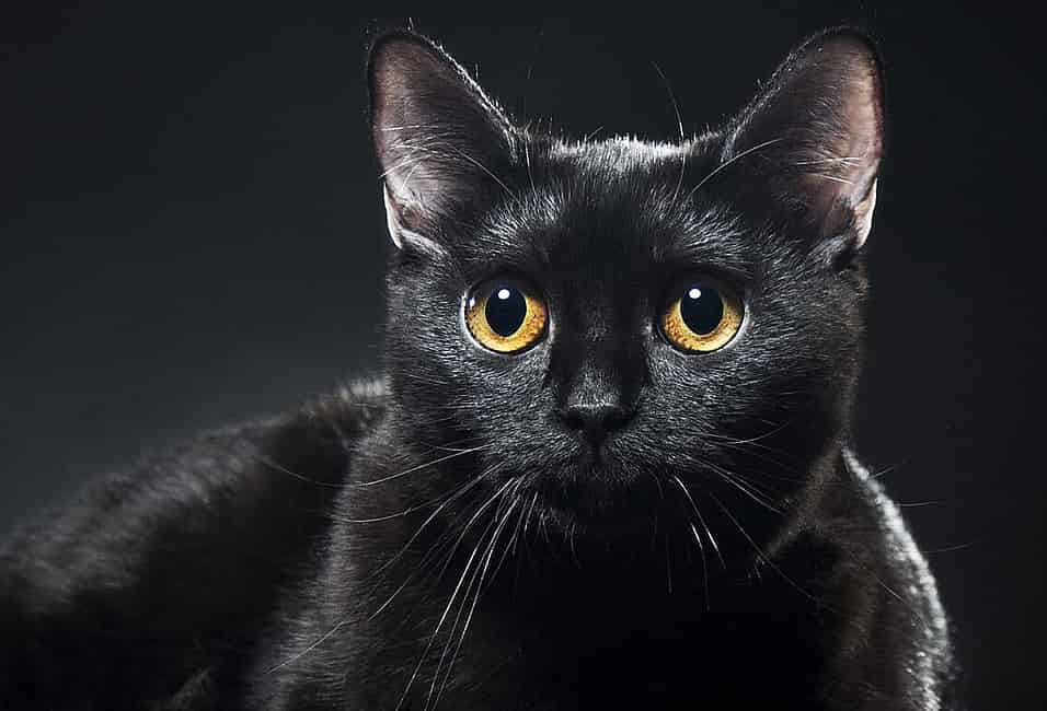 Black Cat Awareness Month (October 2023) | Days Of The Year