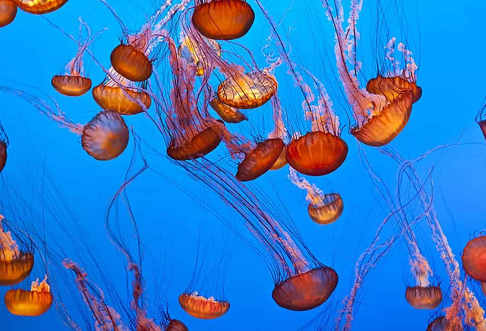 World Jellyfish Day (November 3rd) | Days Of The Year