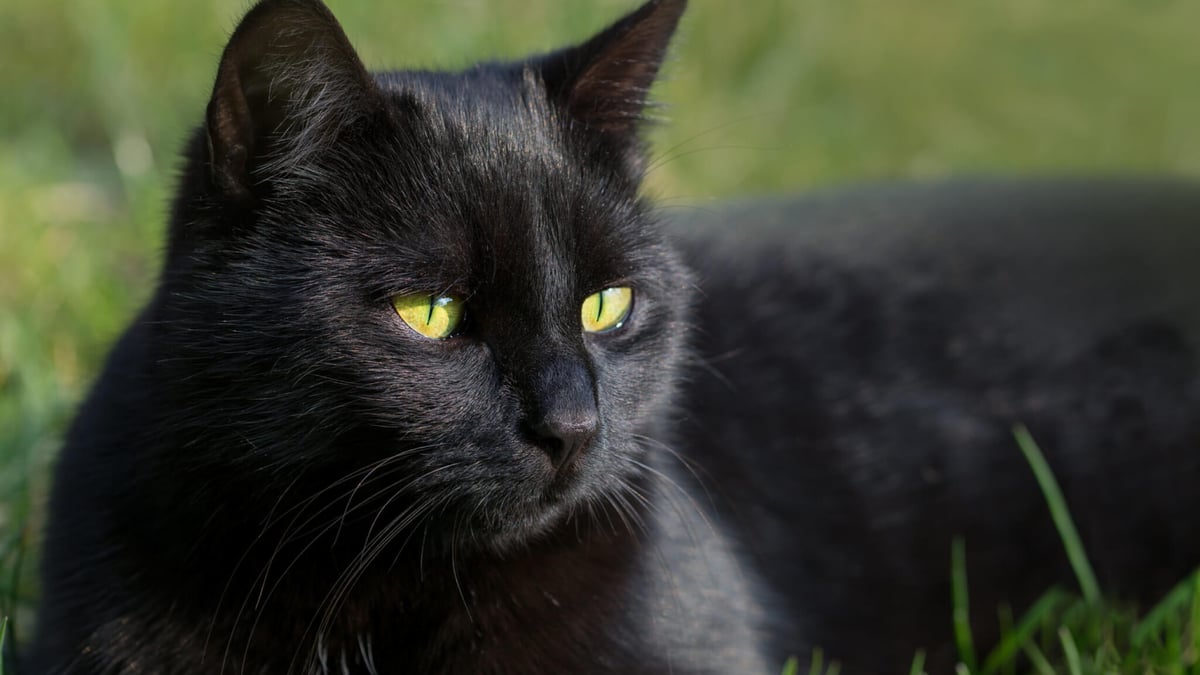 About cheap black cats