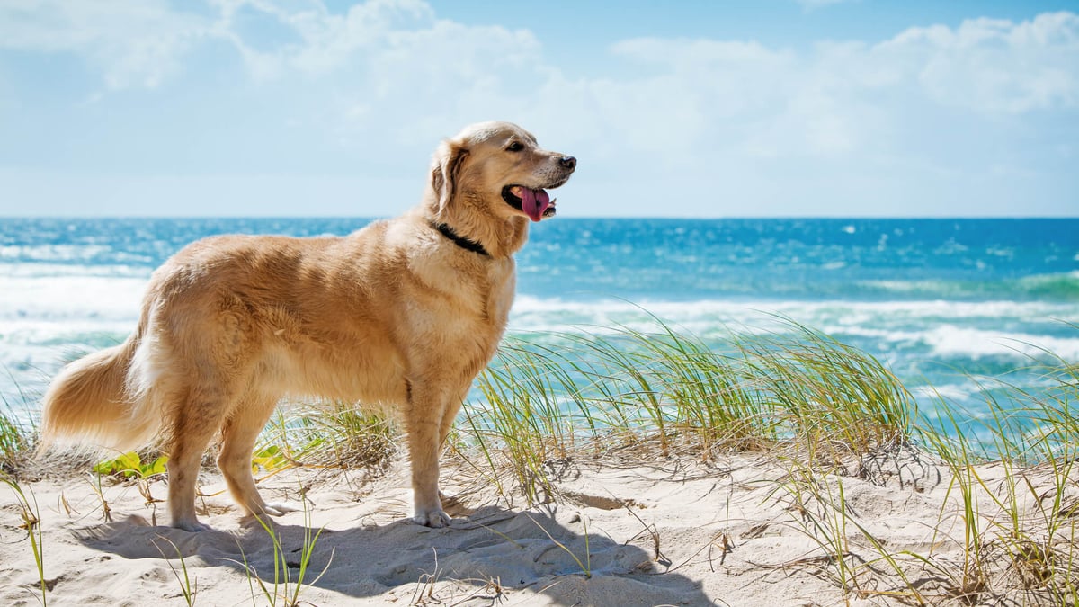 Golden retriever day store 2019