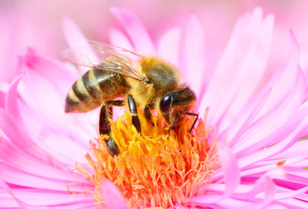 World Honey Bee Day August 21 21 Days Of The Year