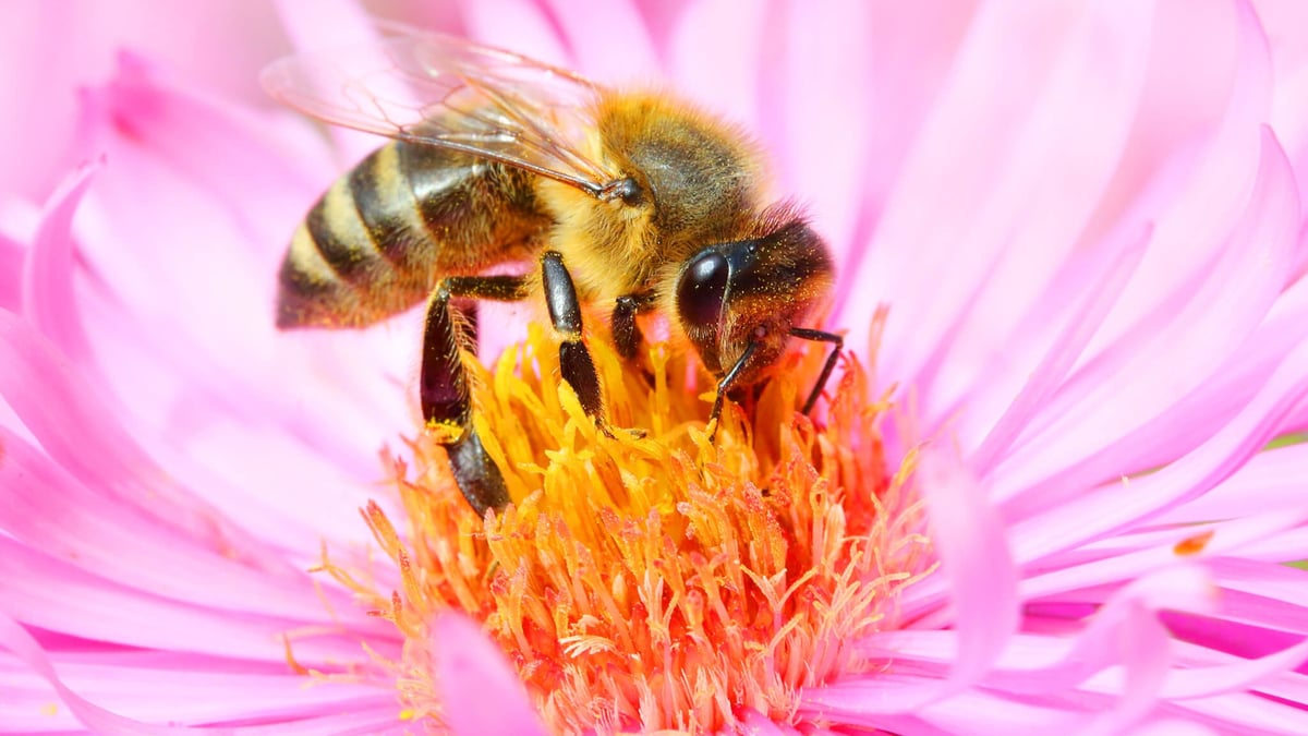 World Honey Bee Day 21st August 21 Days Of The Year