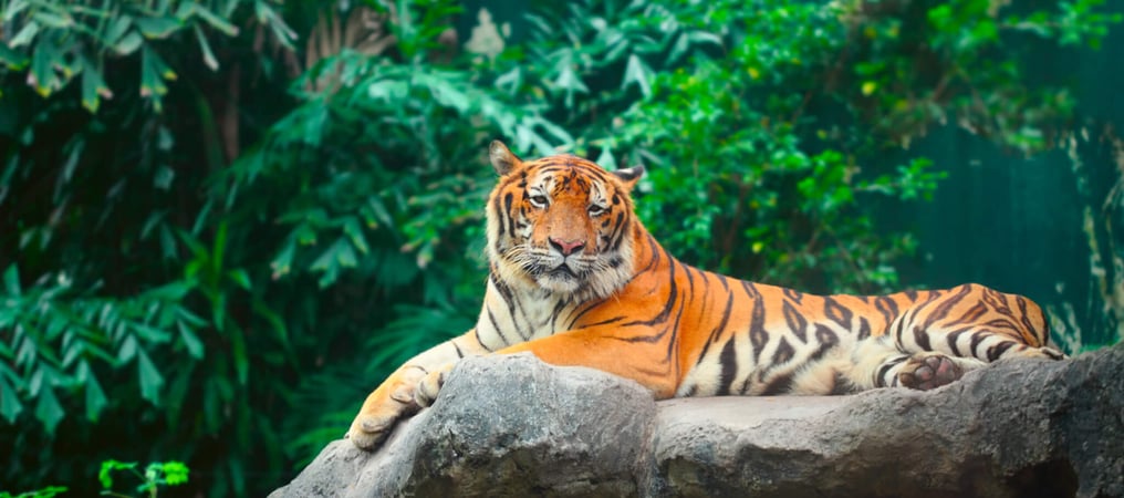 International Tiger Day Days Of The Year (29th July)