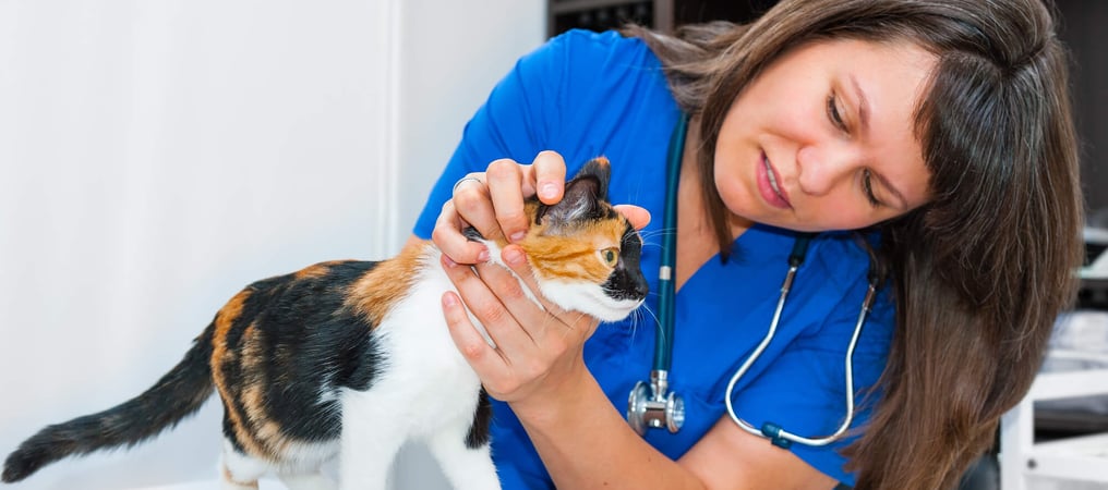 Take Your Cat to the Vet Day (22nd August) Days Of The Year