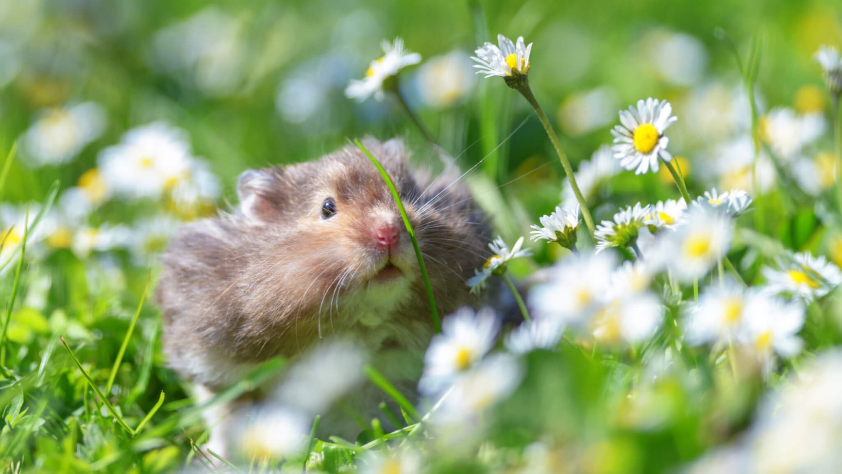 hamster-day-12th-april-days-of-the-year