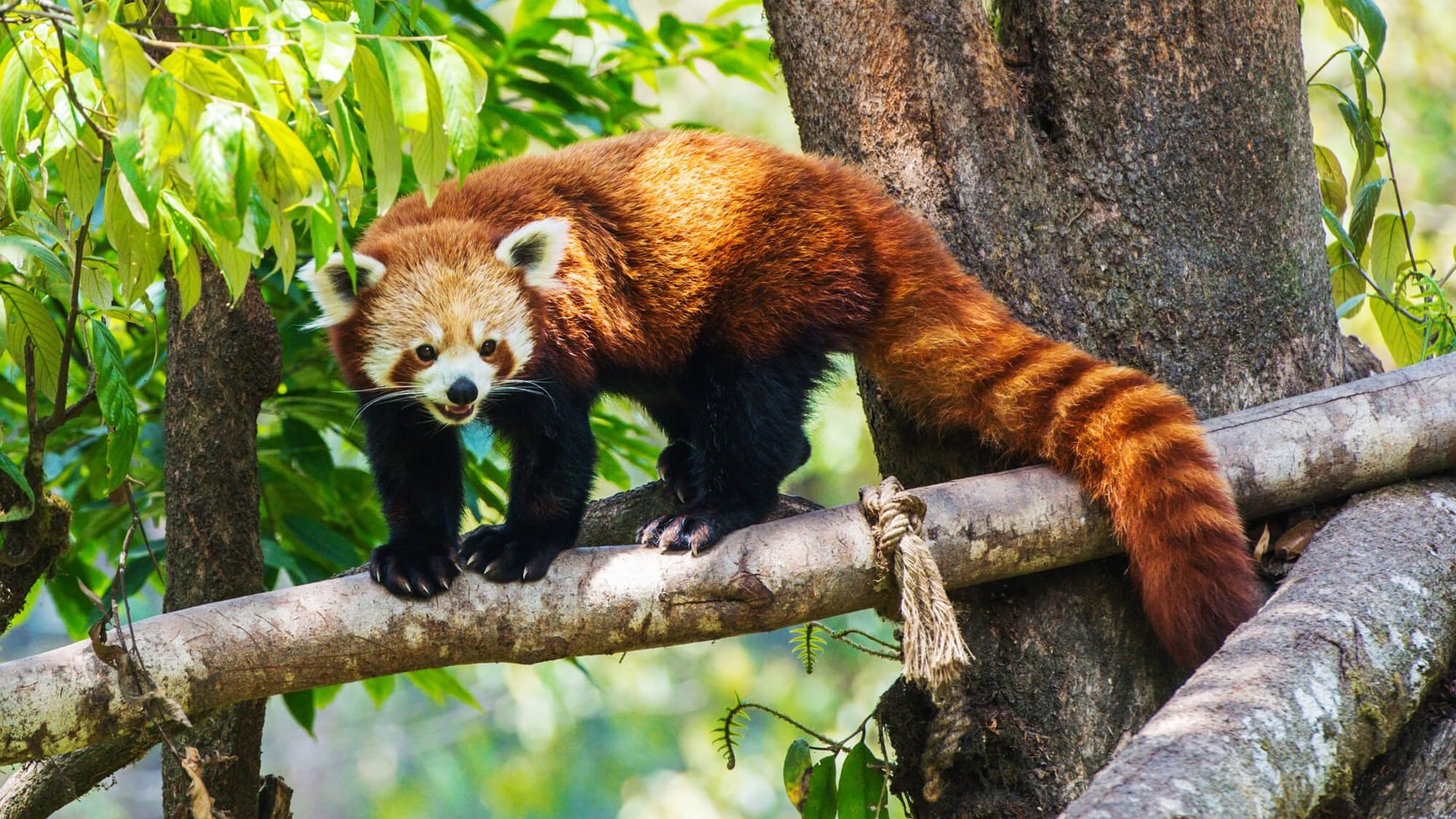 International Red Panda Day 18th September 2021 Days Of The Year