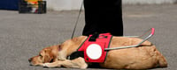 Assistance Dog Day Days Of The Year (4th August)