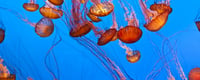 Jellyfish Day (3rd November) | Days Of The Year