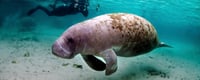 manatee-appreciation-day-days-of-the-year