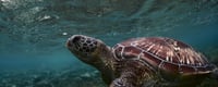 Turtle Day Days Of The Year 23rd May