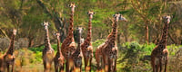 World Giraffe Day 21st June Days Of The Year