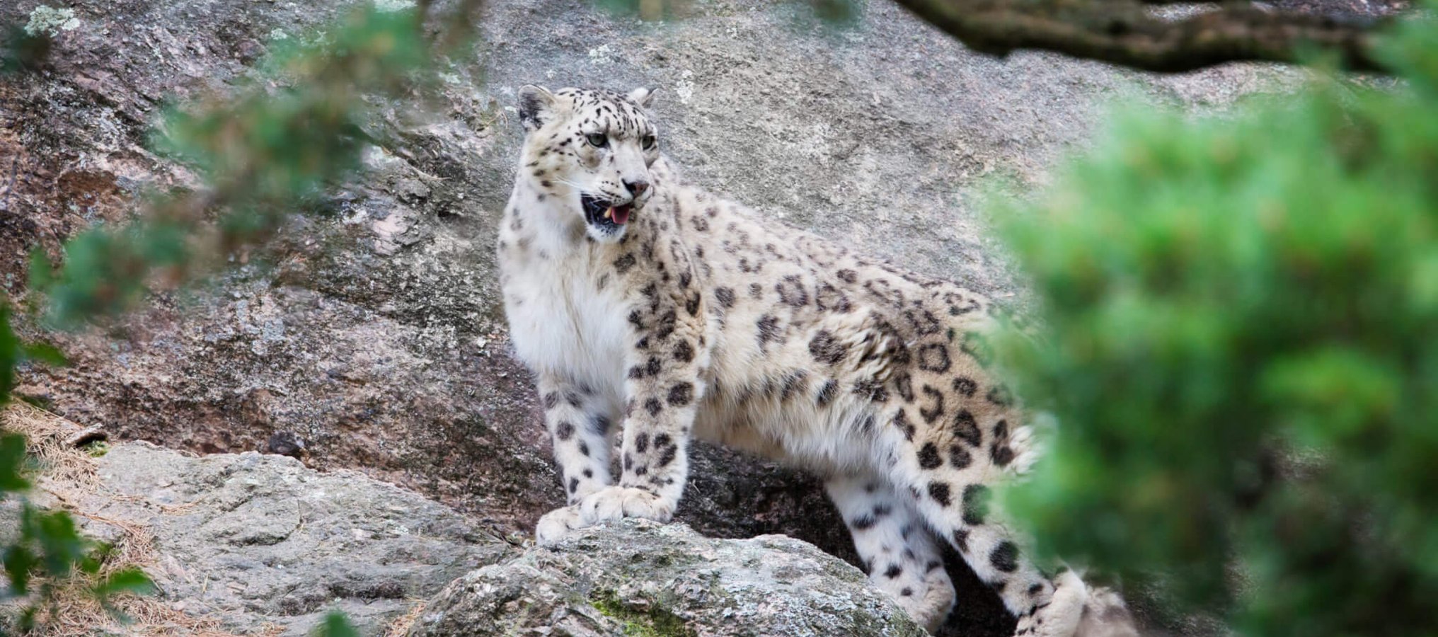 Snow Leopard Day (23rd October) Days Of The Year
