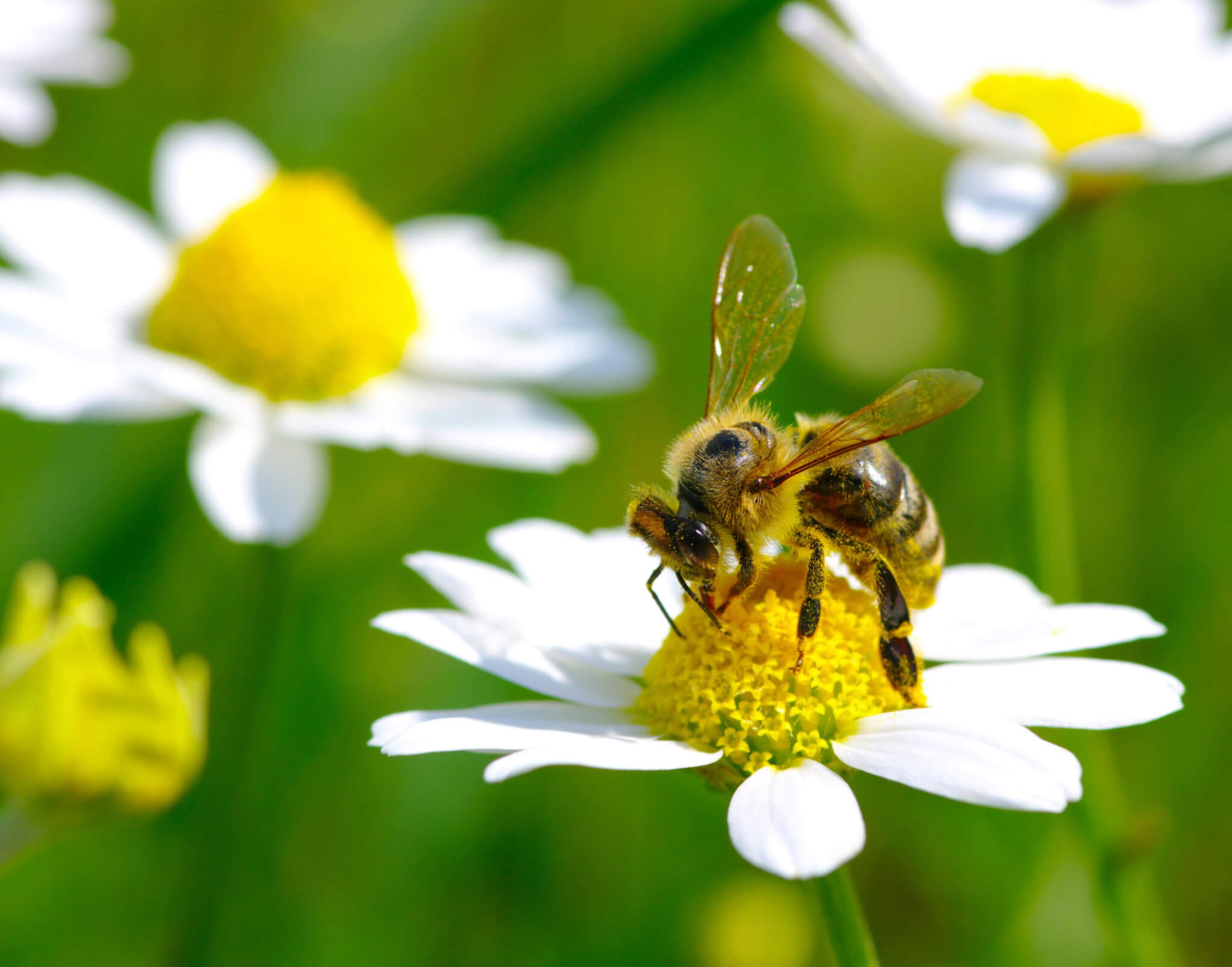 Don T Step On A Bee Day 10th July Days Of The Year