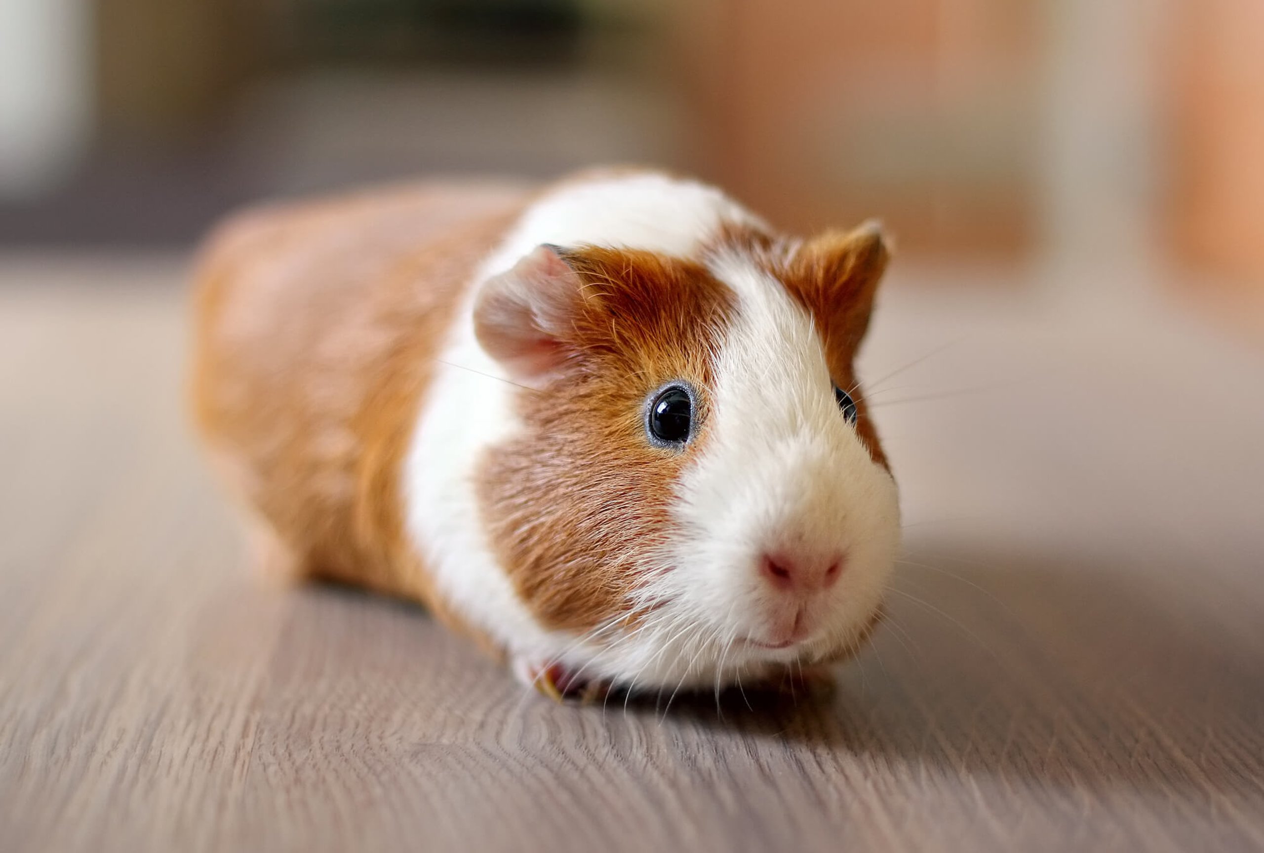 Guinea Pig Appreciation Day (16th July) – Days Of The Year