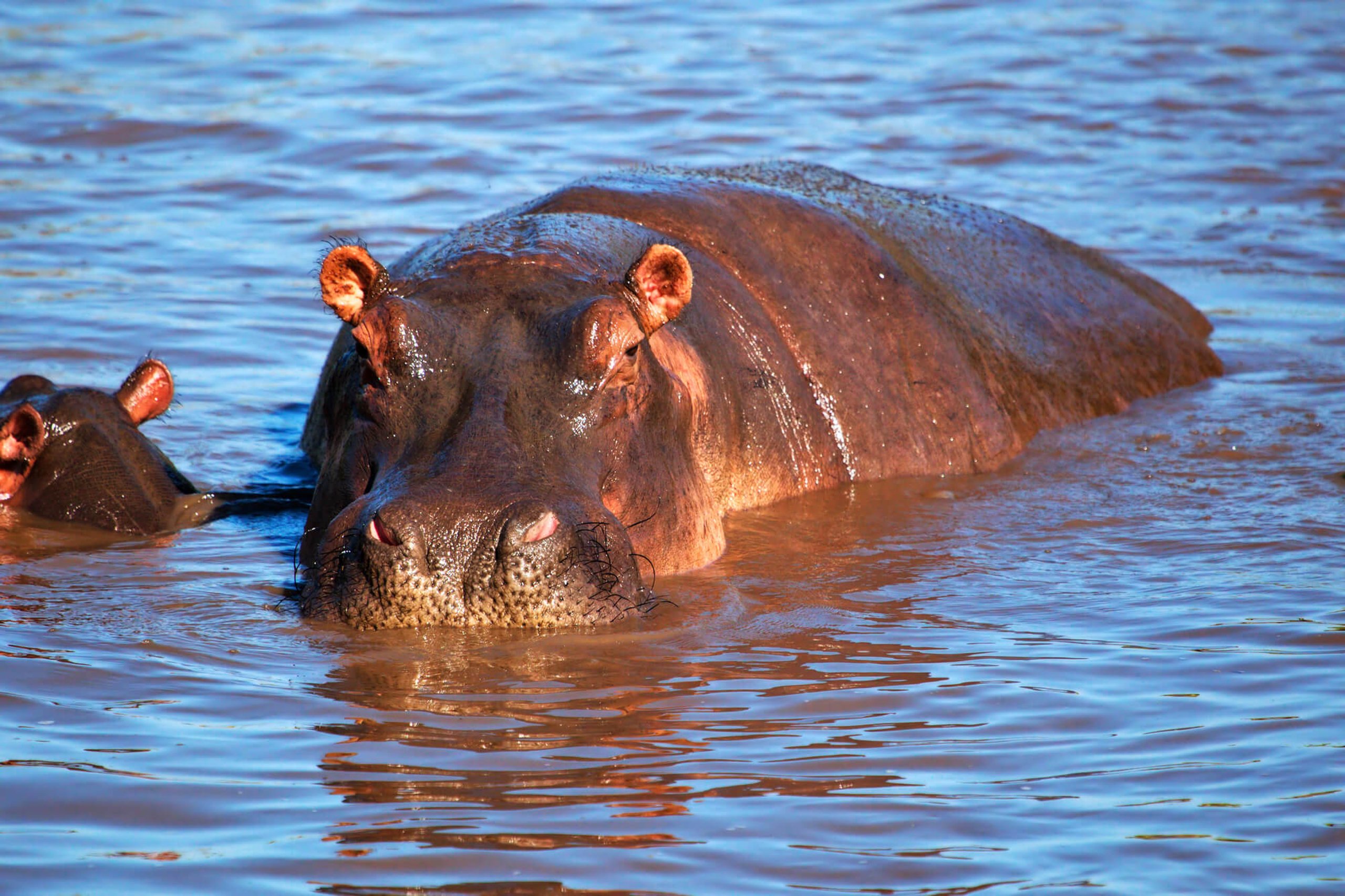hippo-day-15th-february-days-of-the-year