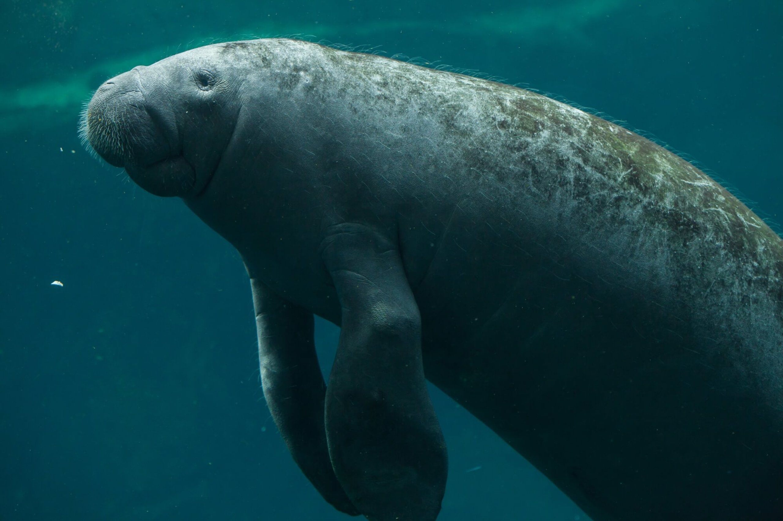 Manatee Awareness Month (November, 2021) Days Of The Year