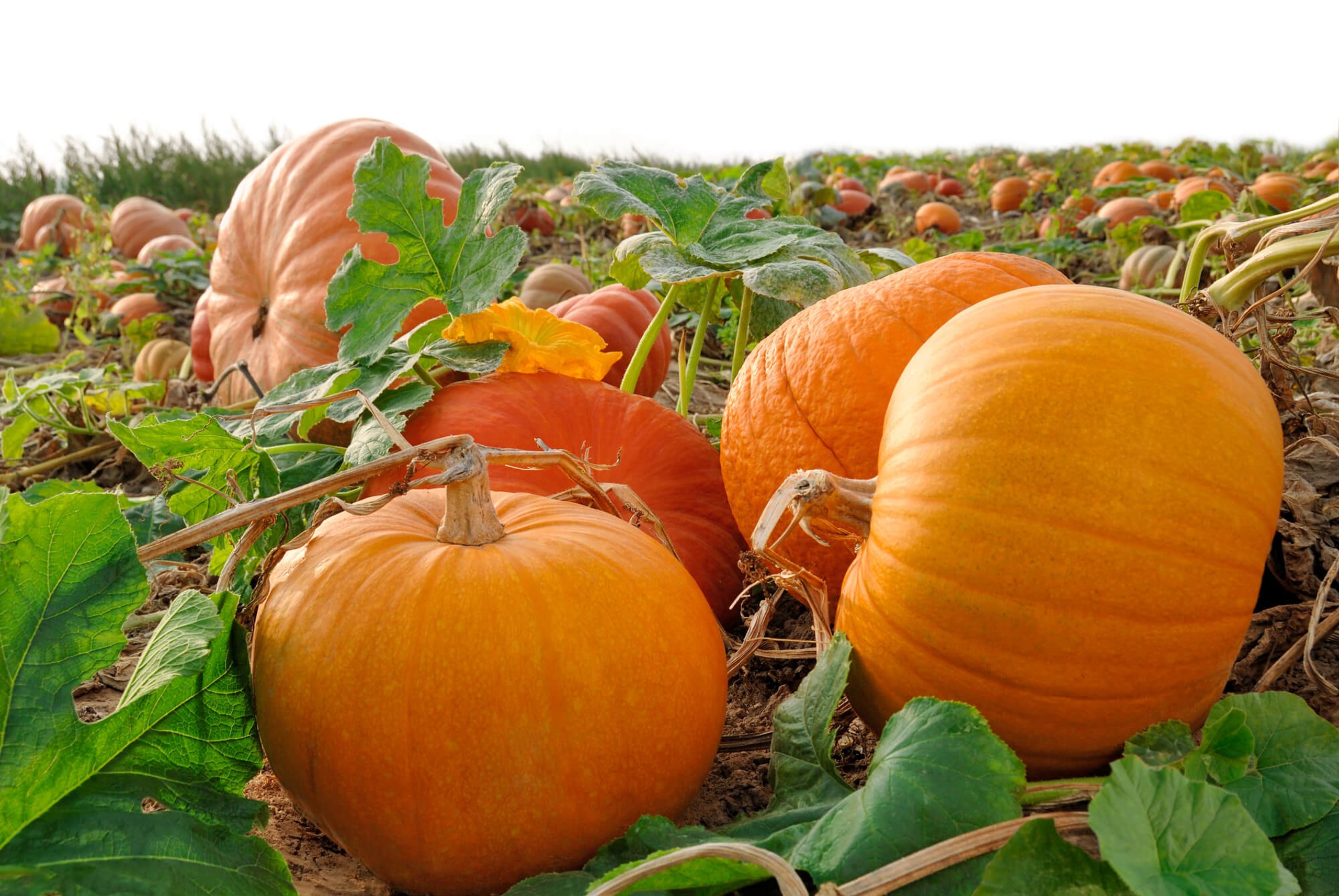 Pumpkin Day (26th October) Days Of The Year