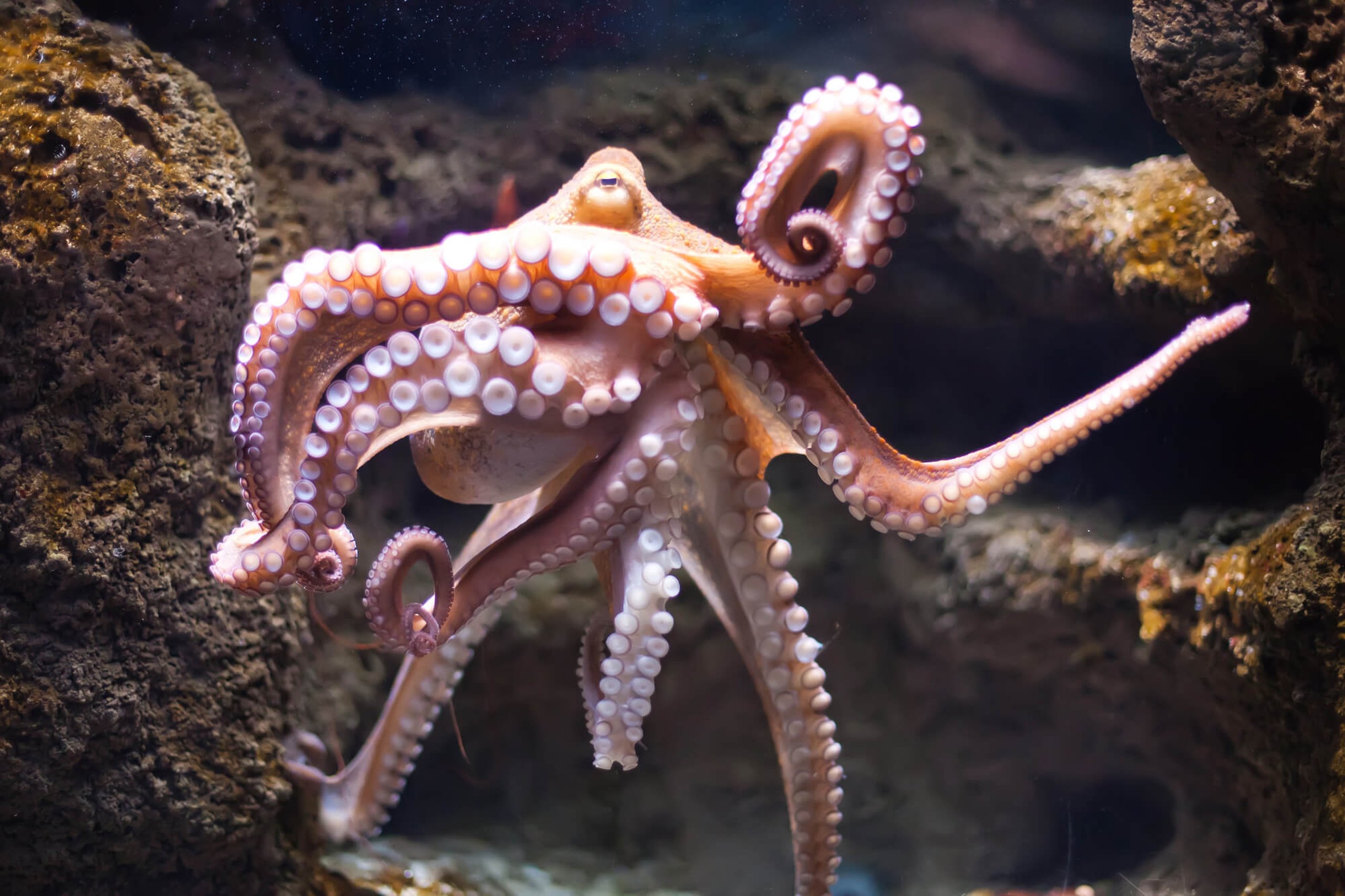 World Octopus Day (8th October) | Days Of The Year