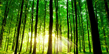 International Day of Forests (21st March) Days Of The Year